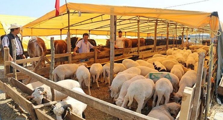Kurban Bayramı Faaliyetlerinde Zoonotik Hastalıklar Açısından Dikkat Edilmesi Gereken Hususlar