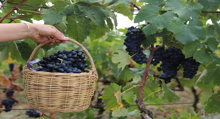Şarköy Bağ Bozumu Şenliği Büyük İlgi Gördü