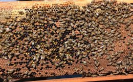 TEKİRDAĞ BÜYÜKŞEHİR BELEDİYESİ’NDEN ‘ARI YAŞAM GÜCÜ PROJESİ’