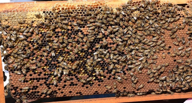 TEKİRDAĞ BÜYÜKŞEHİR BELEDİYESİ’NDEN ‘ARI YAŞAM GÜCÜ PROJESİ’