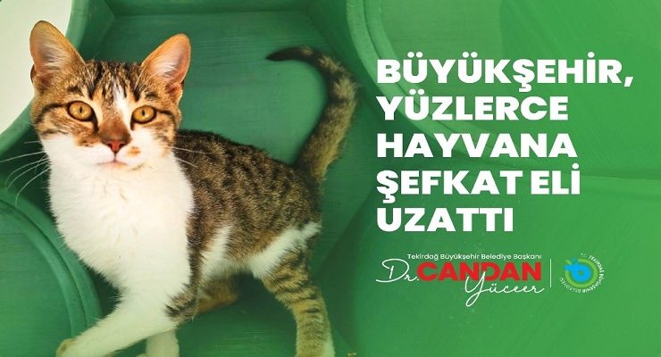 BÜYÜKŞEHİR YÜZLERCE HAYVANA ŞEFKAT ELİ UZATTI