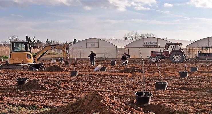 Süleymanpaşa Belediyesi 500 meyve ağacı dikti
