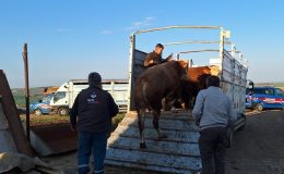 Tekirdağ’da Yasa Dışı Hayvan Ticareti