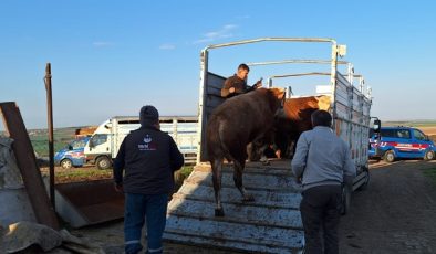Tekirdağ’da Yasa Dışı Hayvan Ticareti