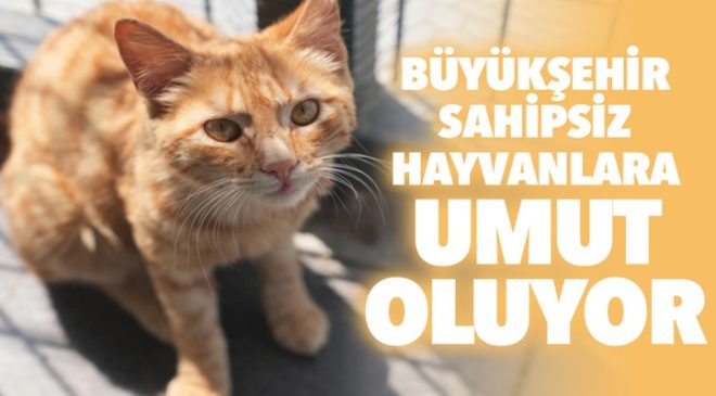BÜYÜKŞEHİR SAHİPSİZ HAYVANLARA UMUT OLUYOR