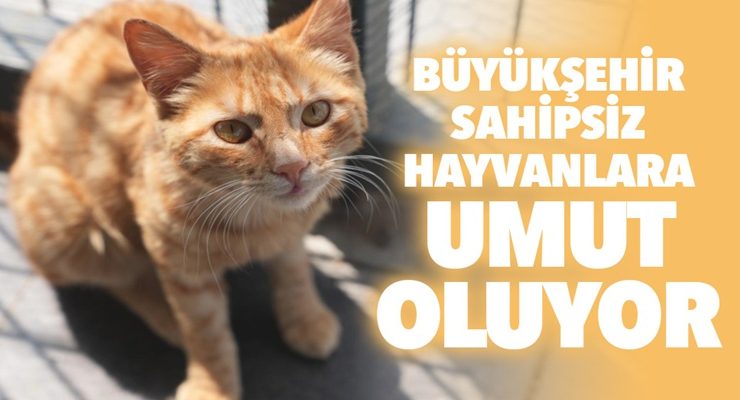 BÜYÜKŞEHİR SAHİPSİZ HAYVANLARA UMUT OLUYOR