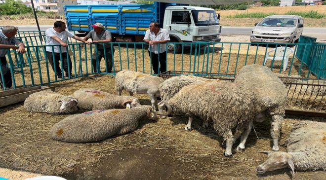 Başkan Nallar Kurbanlık Satış Alanını Ziyaret Etti