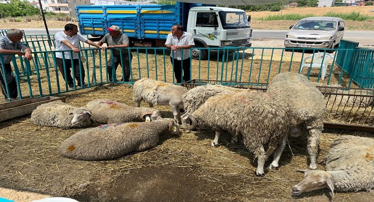 Başkan Nallar Kurbanlık Satış Alanını Ziyaret Etti
