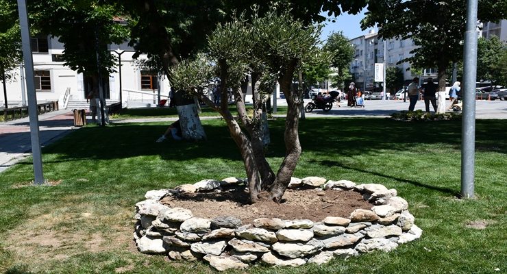 Saray Belediyesi bahçesine 4 adet zeytin ağacı dikildi