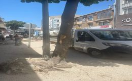 Keşan Belediyesi’nden Açıklama: Ağaçlar Güvenlik Gerekçesiyle Kaldırıldı