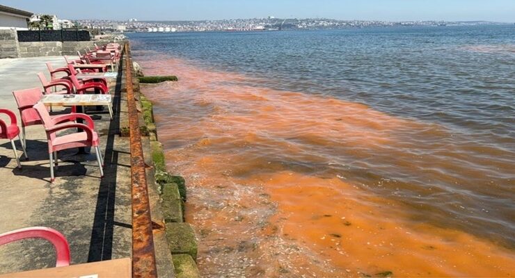 TEKİRDAĞ KIYILARINDAKİ RENK DEĞİŞİMİNİN NEDENİ: MEVSİMSEL ALG PATLAMASI