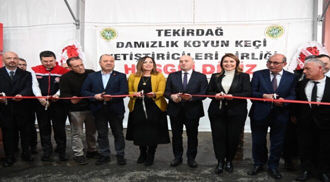 TRAKYA’NIN İLK KÜÇÜKBAŞ HAYVANCILIK FESTİVALİ MALKARA’DA COŞKUYLA BAŞLADI