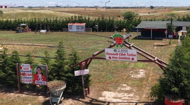 ERGENE’DE LAVANTA TARLASI VE HANIMELİ ÇİLEK TARLASI KAPILARINI AÇTI!