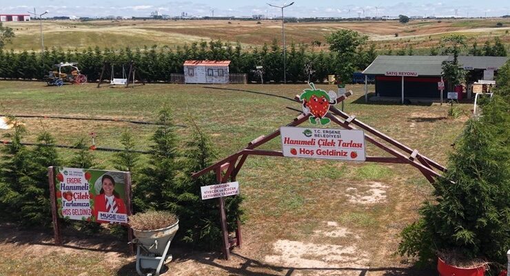 ERGENE’DE LAVANTA TARLASI VE HANIMELİ ÇİLEK TARLASI KAPILARINI AÇTI!