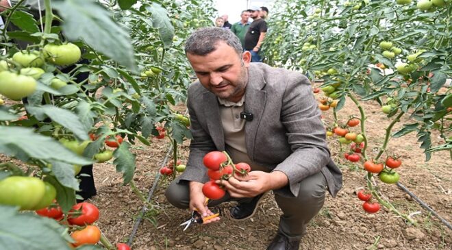 Süleymanpaşa Belediyesi Seralarında İlk Hasat Heyecanı