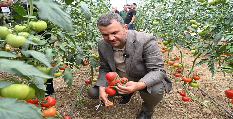 Seralarda Hasat Programı (3)