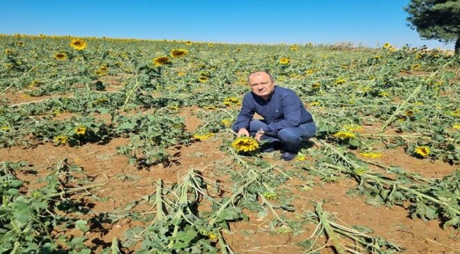 Tekirdağ Süleymanpaşa’da ayçiçek ve karpuz tarlalarını dolu vurdu