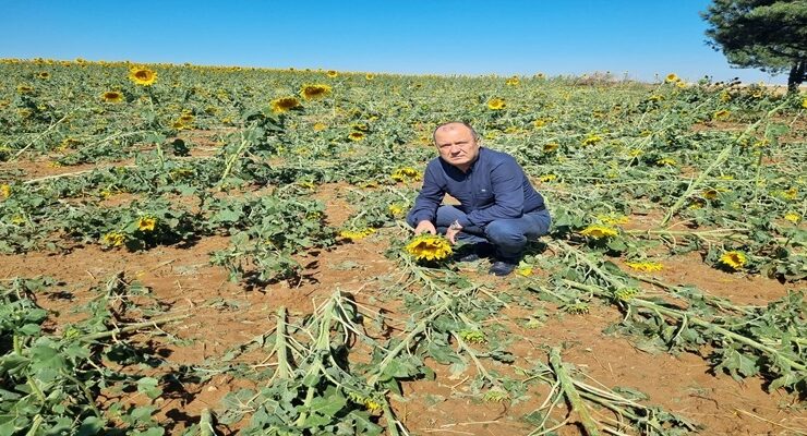 Tekirdağ Süleymanpaşa’da ayçiçek ve karpuz tarlalarını dolu vurdu